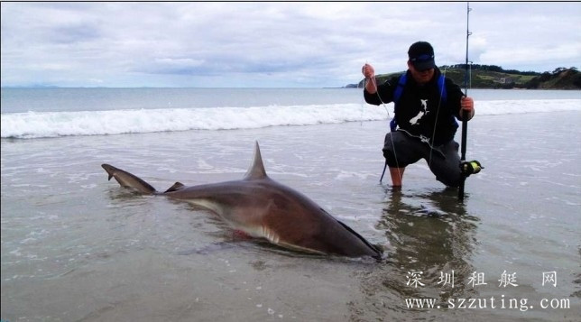 有图有真相!在新西兰重滩钓大鲨鱼的经历!